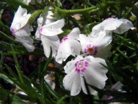 /album/plants/plant-21-jpg/